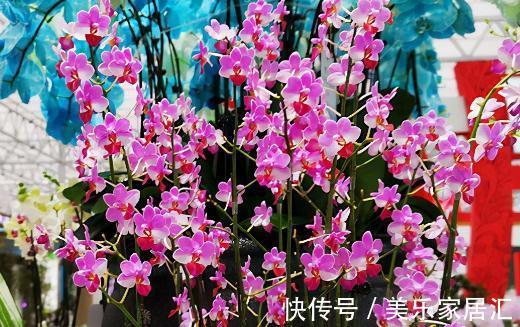 花样年华|10大蝴蝶兰品种,你喜欢哪一个