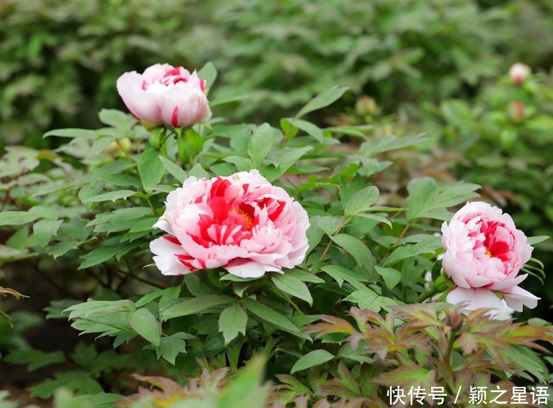 牡丹花、风车公路、烽火台、海港，美丽的风景线