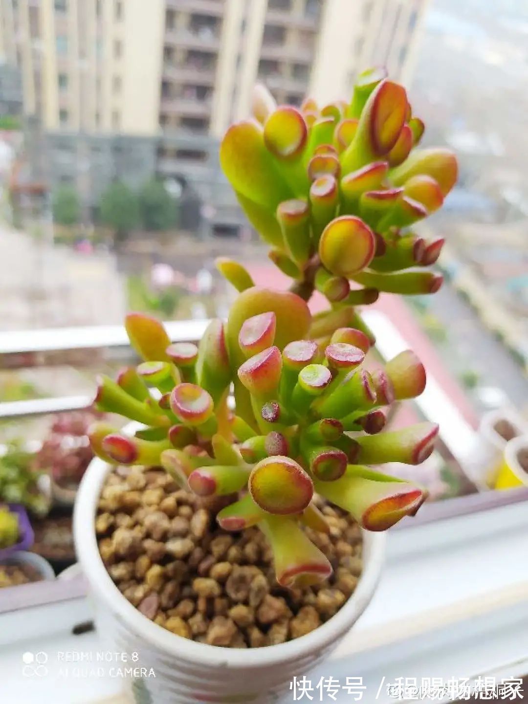 养花6种“丑八怪”,放在家里能镇宅,养的越久越气派