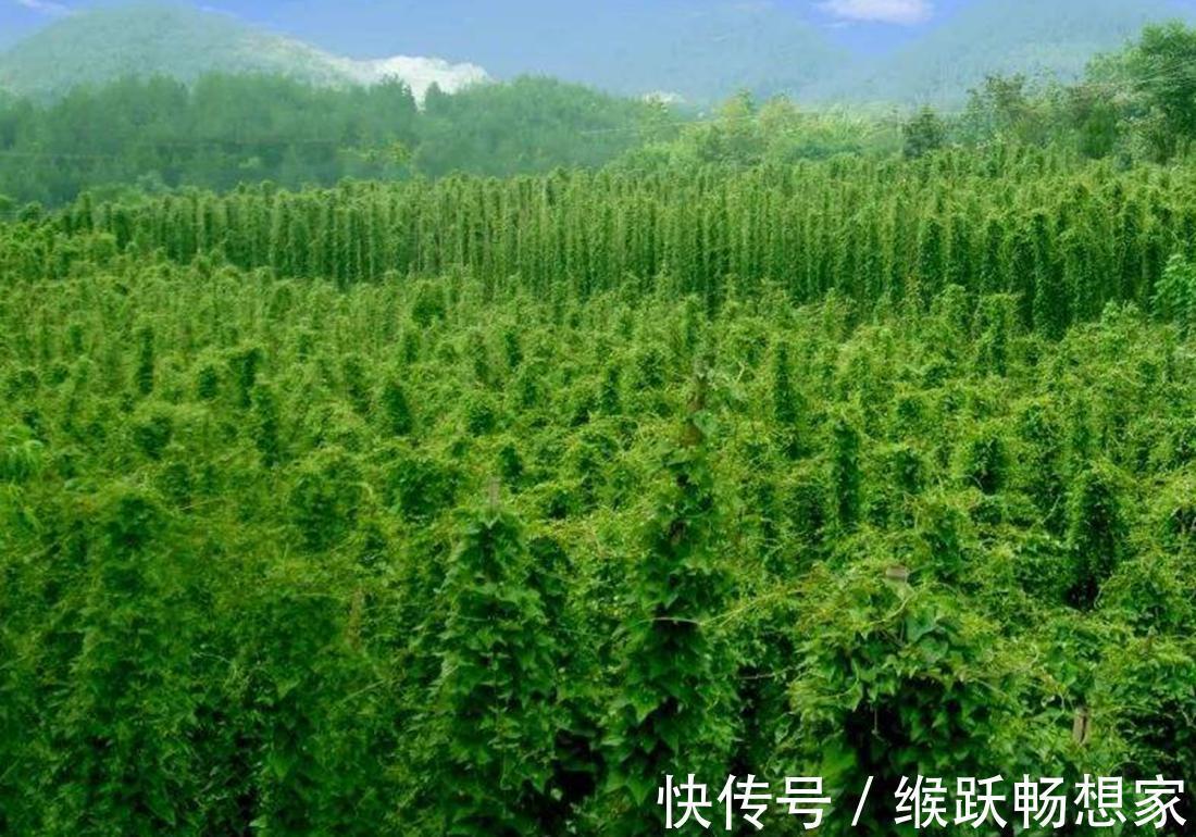 幼苗|你是否知道呢,菊叶薯蓣培养的方法,跟我一起了解一下吧