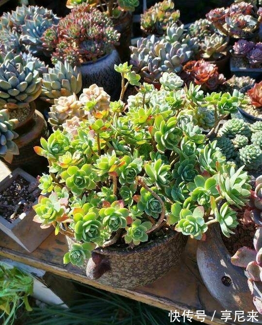 家里的垃圾别丢掉,拿来种多肉,省下一大笔钱