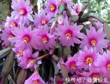 家养1种花,形似蟹爪兰,比令箭荷花都好看,好养易活,清香四溢