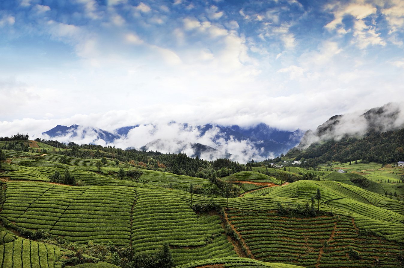 鹤峰木耳山：清明雨后好风光 最美茶山四月天