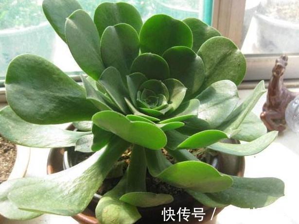 叶片|想要多肉老桩盆栽,养黑法师不如栽它,注意4点堪称天然净化器