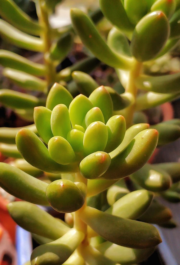 成长|与多肉一起走过的日子,见证多肉的成长过程!