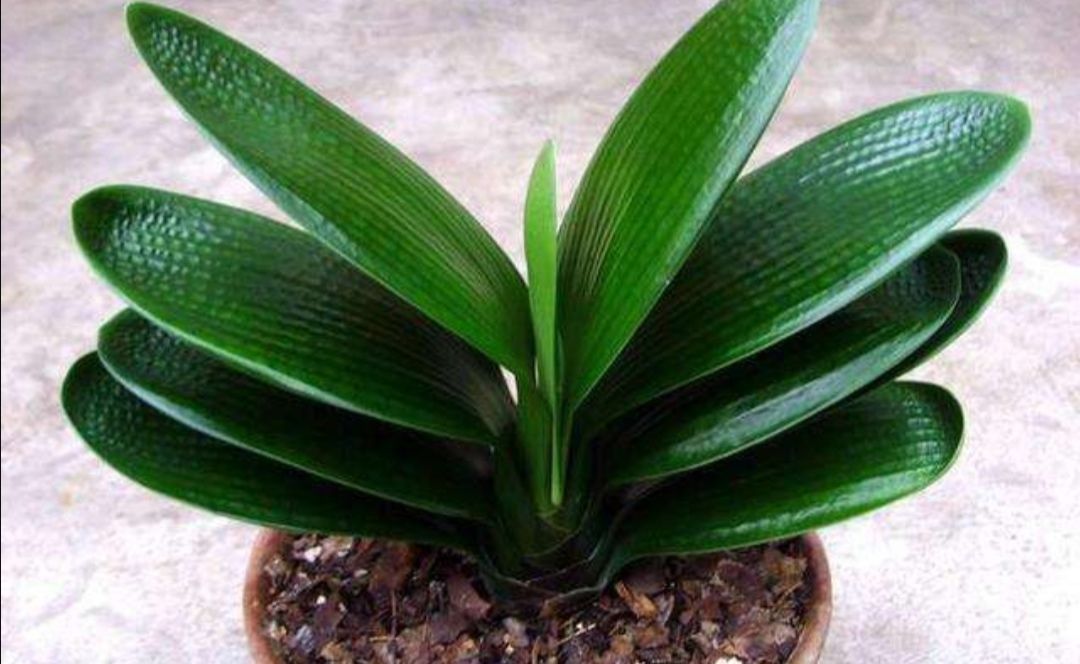 肥厚|养君子兰盆栽,掌握好四个要素,叶片肥厚,早开花
