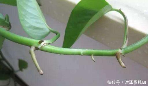 枝条|绿萝长气根“别乱剪”,找对原因“用对肥”,半年长到2米