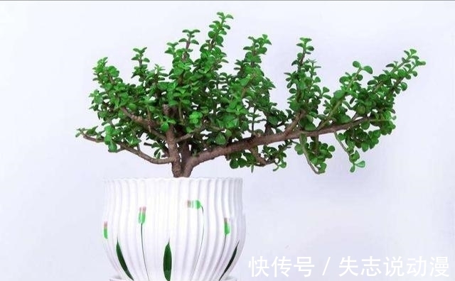 金枝玉叶进入冬季,有三怕,你注意了吗?