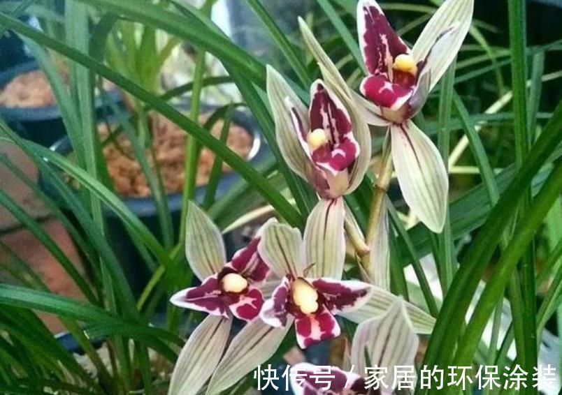 强光|养兰花一定要晒太阳？其实并不绝对，来看看老花匠怎么说