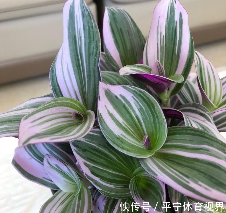 磷酸二氢钾|养花不用分开补水增肥,轮着用它们浇灌,植物好、土壤好!