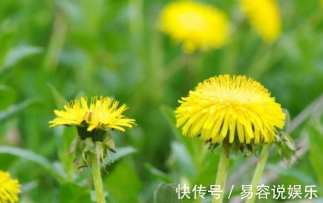 蒲公英泡水|用蒲公英泡水喝,坚持15天后,身体会发生“惊喜”变化!