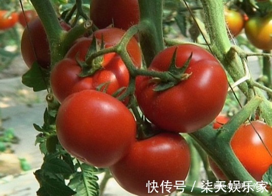 亲爱的|忠告西红柿不能与此物同食，吃了就是没事找事，现在知道还不晚