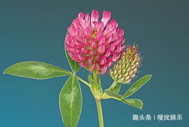 紫红色|此花花姿妖娆,浓郁的芳香沁人心脾,绚丽的花色格外夺目动人