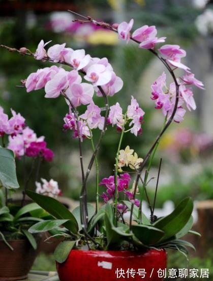 补肥|秋天养这4种花，及时喂点大补肥，新芽呼呼长，春节开爆盆