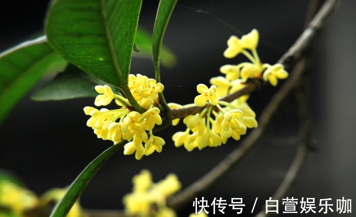 玫花|一杯蒲公英水,六大养生功效,但也有四种人不宜喝,一定要谨记