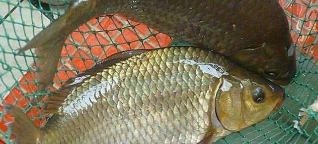 冬季钓鱼线组要用细,到底用多大的线组?不会也是白搭