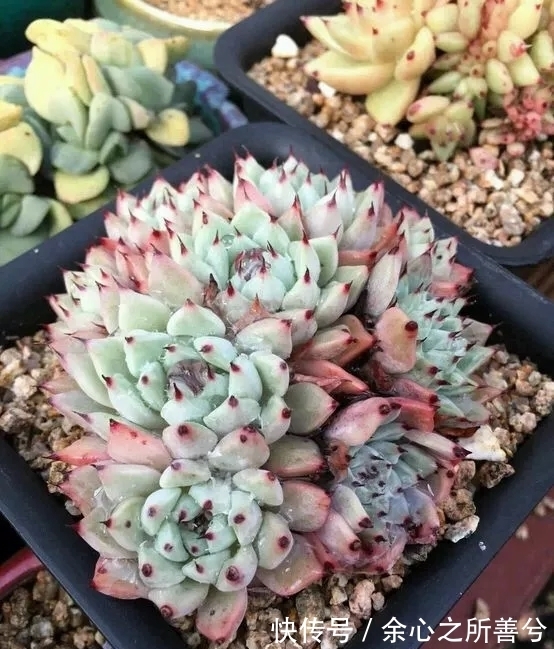 寒冬多肉常见问题叶子干瘪、花头不饱满，到了春天怎么养健壮？