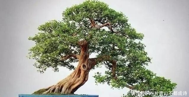 选购到自己满意的树桩,要做好4个方面的功课,成活率是第1前提