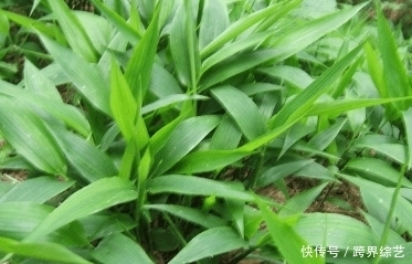 灰灰菜|农村不起眼的野菜,食疗功效高,能保护肝脏,健脾益气,你吃了吗