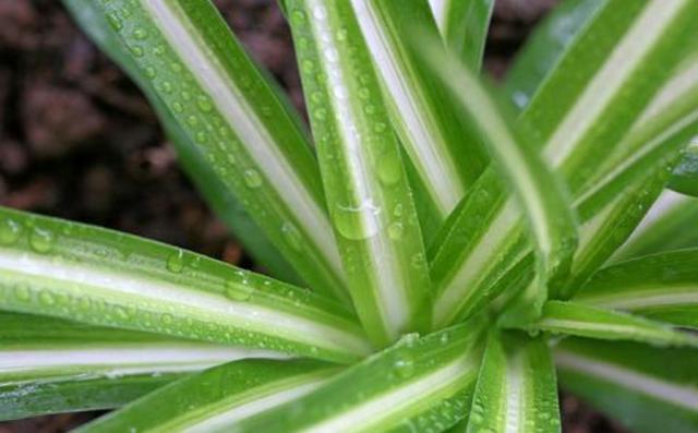 让吊兰叶子变肥变宽的3个“方法”,越长越有活力,叶更多更美