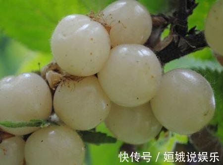 保护视力|体积不大,作用却不小,女性经常吃,皱纹没了,斑也淡了