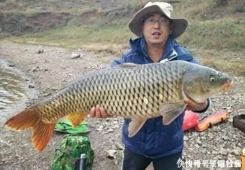 药酒|这条31斤的鲤鱼,他用的是什么饵料钓上来的