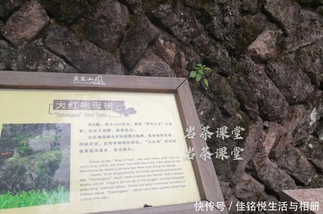 大红袍|武夷岩茶秘辛,三百多年的母树大红袍,为什么长不成参天大树
