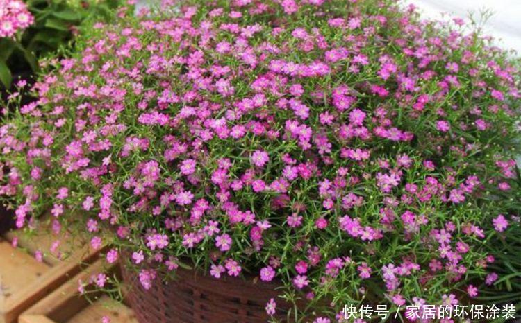 花来|4种花,漂亮易爆盆,开起花来拦不住,养盆放阳台美极了