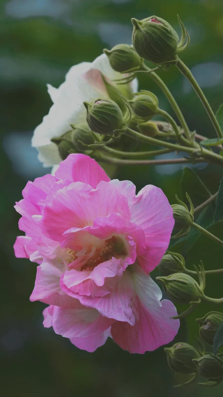 天府芙蓉园|C位出道！成都50000株芙蓉花开了