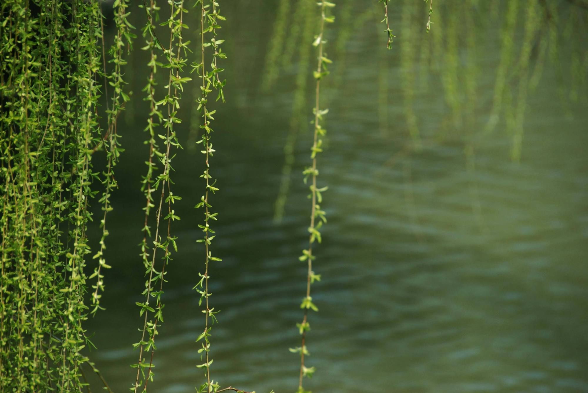 冬至#年末闲吟诗词31首:诗心窃喜三春近，况味怀忧百事忙