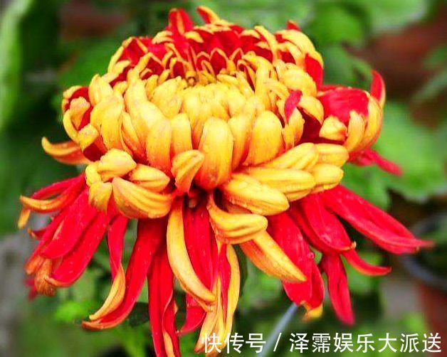 菊花|喜欢菊花,就养盆“菊中精品”独本菊,色泽艳丽,美爆了