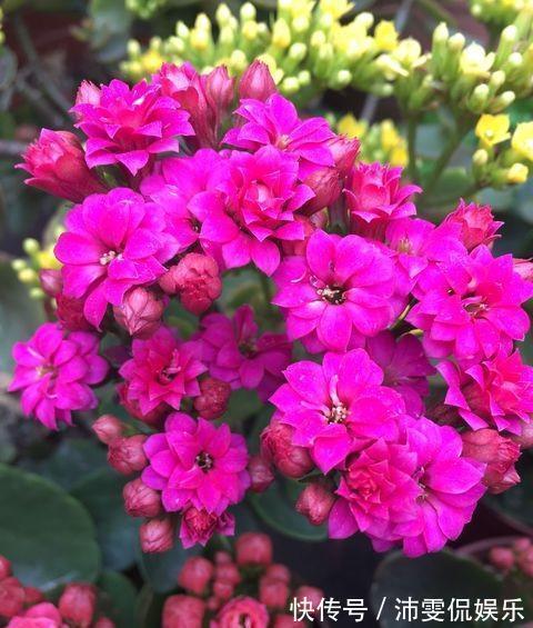 小齐|进入秋季，给长寿花做错“1件事”，花期推后，甚至不开花