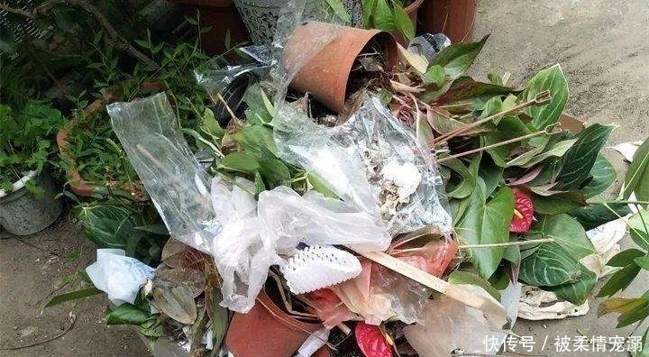 年前年后,就去这个地方捡花养,不花一分钱!