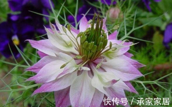 繁花似锦|农历7月5号起,最适合养这些花,四季繁花似锦,花量大又好养