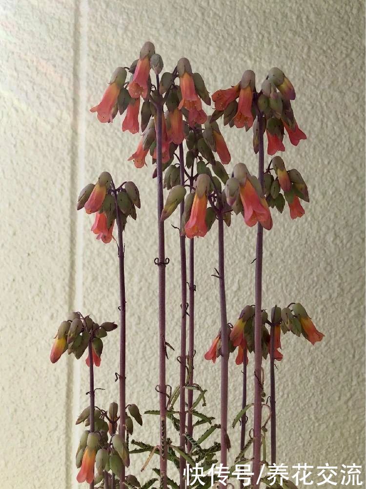 品种|不死鸟多肉夏天随便养不会挂,品种很多,冬春开花就特好看