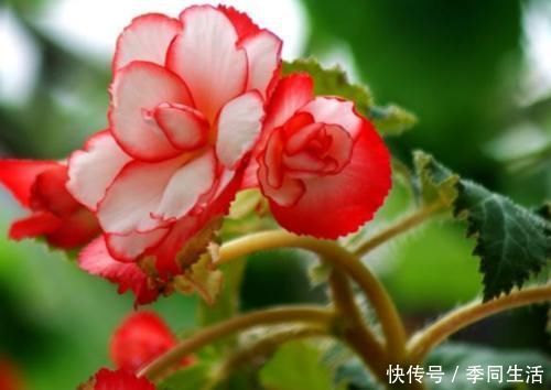 花香|3种花是懒人的最爱，丢到阳台，四季有花开，花香四溢飘满屋