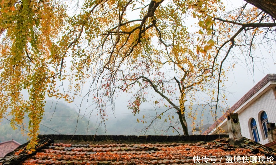 柿子|长兴有一个美丽的小山村，它的名字叫石岕口，仿佛静谧的山水画般