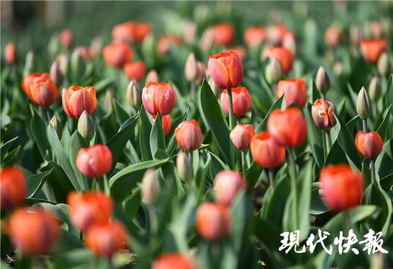 迎春光，南京玄武湖情侣园“急性子”的郁金香悄然盛放