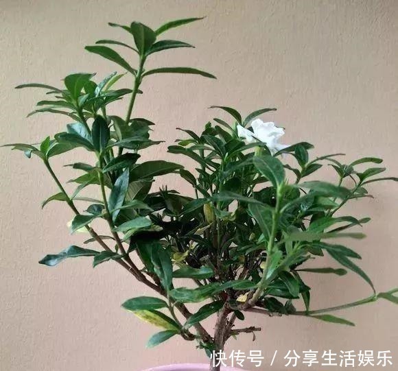 植株|养茉莉花、栀子花,做到“4个多”,2年长成“小树”,开花更多!