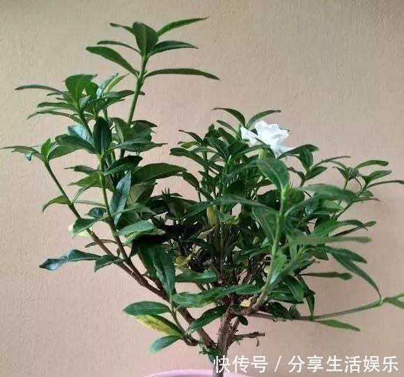 植株|养茉莉花、栀子花，做到“4个多”，2年长成“小树”，开花更多！