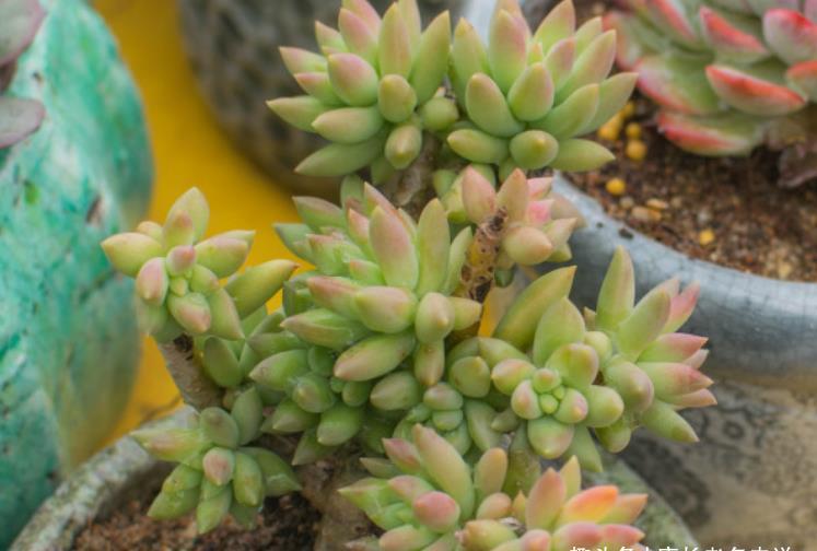 叶片|多肉千佛手放哪里养?不同季节摆放在不同的位置,这样才能养好它