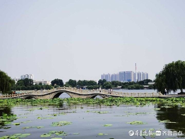 李培乐|河面鲜见荷花，到济南大明湖赏荷还要再等等