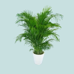 富贵竹|这5种植物,放置在家中百利而无一害!