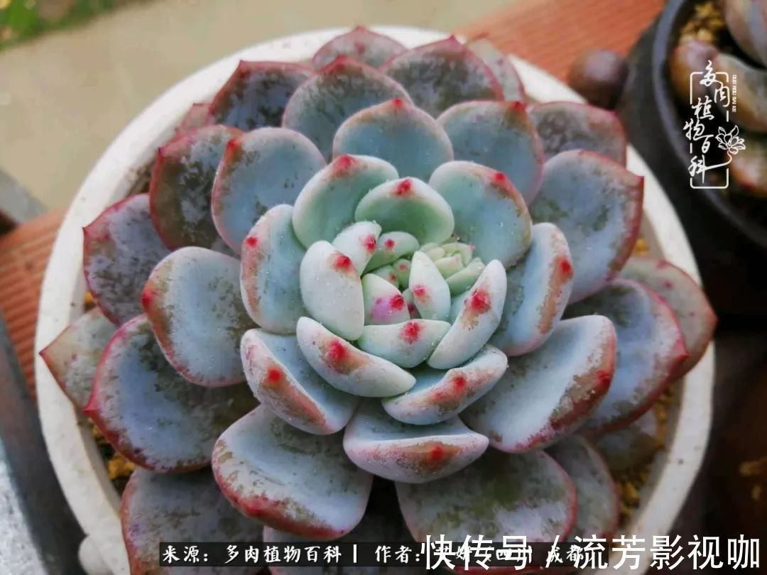 多肉|人生有时候就像多肉，不是不出彩，只是经历的时光还不够！