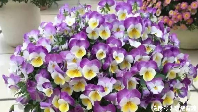 开花最香的3种花,花朵大花期长,比牡丹还美,年年开花美翻