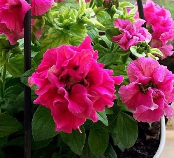 茶花|4种花超漂亮，花朵迷人，阵阵花香，花朵大，个个美出状态