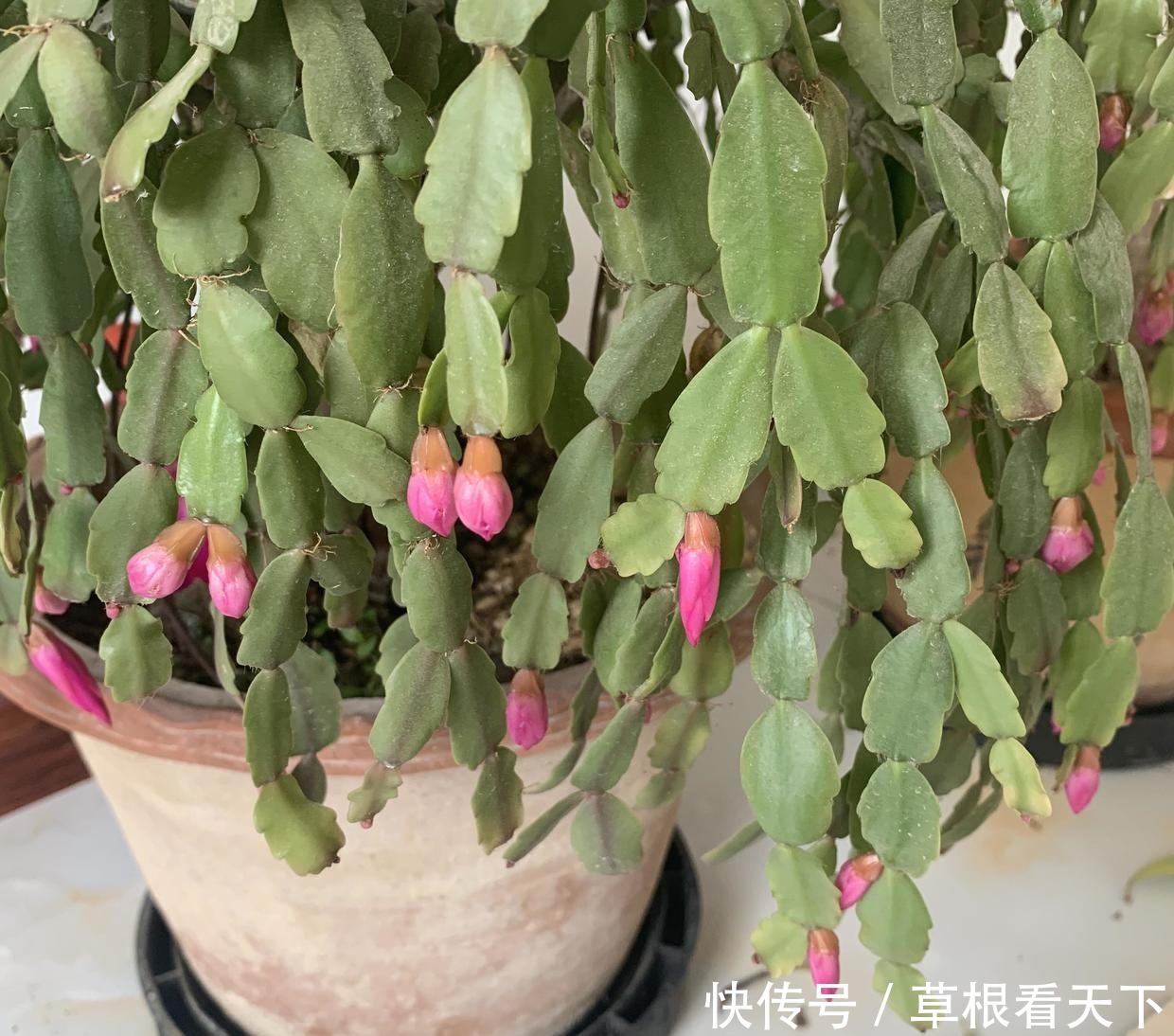 刘大娘养的蟹爪兰,10年时间,长成“蟹爪兰树”,开出花苞雨