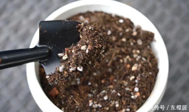 多肉养不好,看这里,掌握这些配土方法,幼苗和老桩都能养好