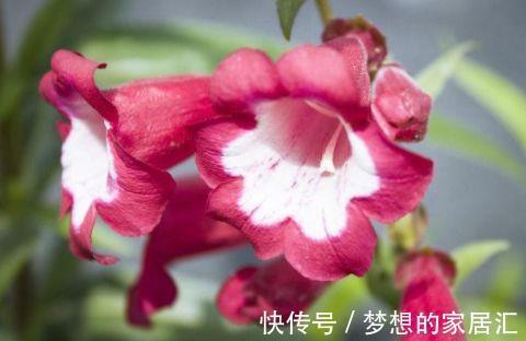 植物|农历7月15日开始，居家养这几款植物，花期特别长，花型奇特美丽