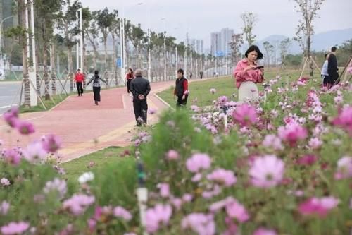 @惠州人 踏青赏花指南来啦